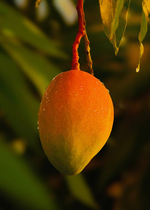 A ripe mango hanging from a branch on a mango tree